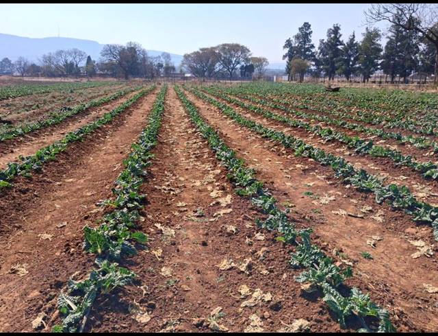 LAND FOR SALE IN RIETFONTEIN
